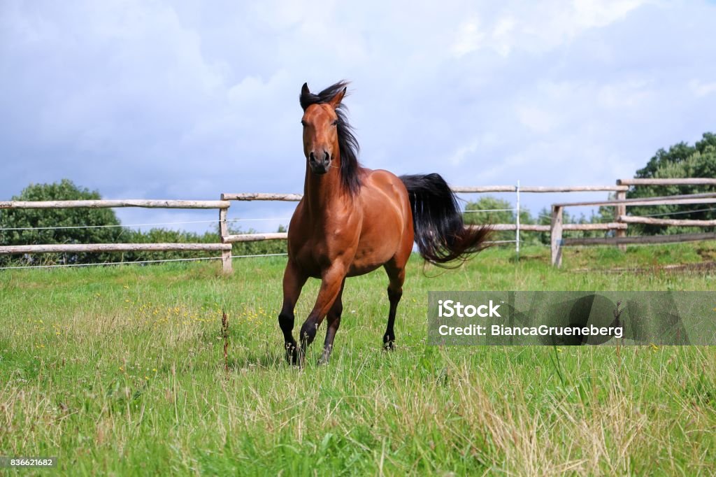 active Western horse on the paddock brown Quarter Horse runs on the paddock in the sunshine Horse Stock Photo