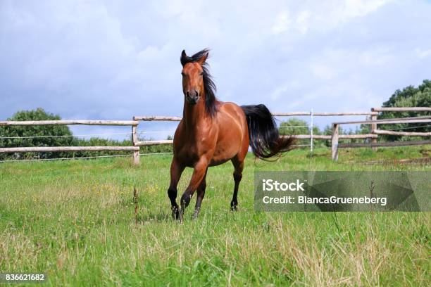 Active Western Horse On The Paddock Stock Photo - Download Image Now - Horse, Running, Paddock