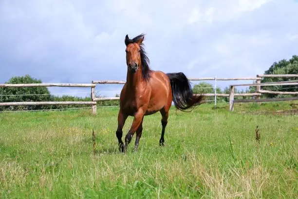 brown Quarter Horse runs on the paddock in the sunshine