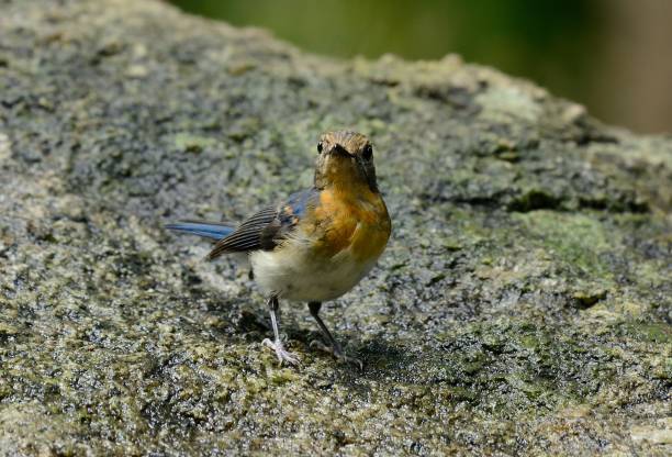 istock subadult male Tickell's Blue Flycatcher 836622482