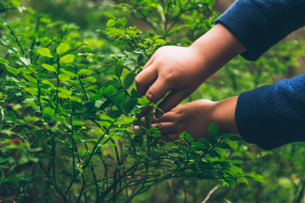 istock Little kid eat blueberry in the forest 836622568