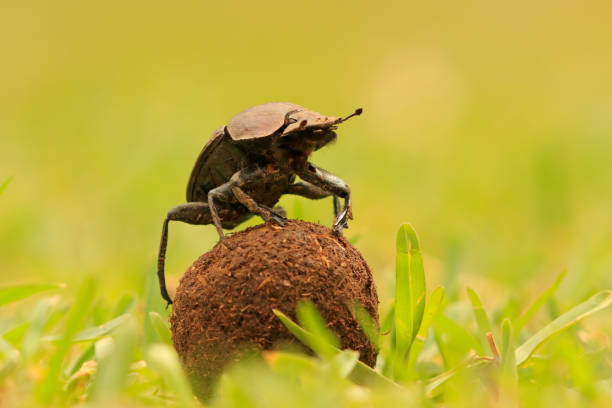 Dung beetle insect rolling ball Africa wildlife bush Kruger national park reproduction parenting stock photo