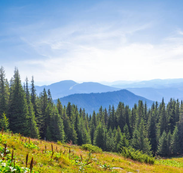 istock green mountain valley scene, Ukraine Carpathians 836625900