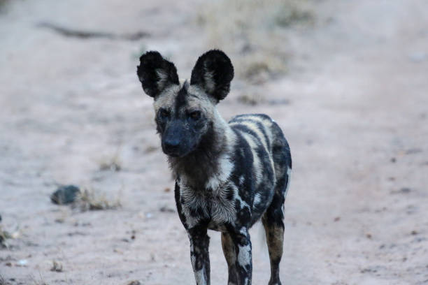 istock Kruger national park wild dog 836626320