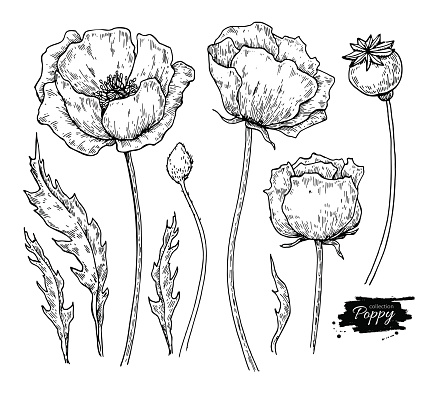 Poppy Flower Vector Drawing Set Isolated Wild Plant And Leaves Stock ...