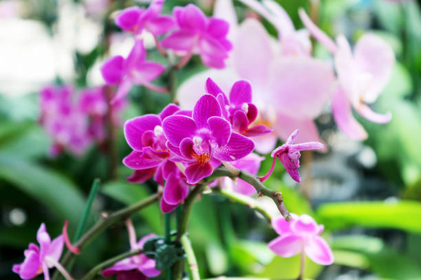 istock A Cluster of Purple Orchids at a Thai Temple. 836629766