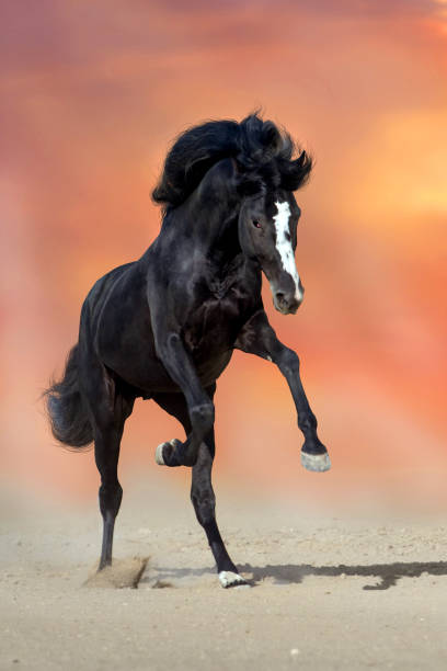 istock Black horse in motion 836631250