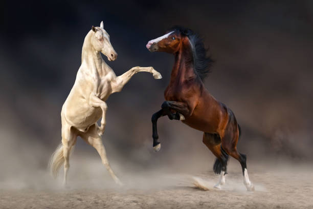 istock Two horses rearing up 836631360
