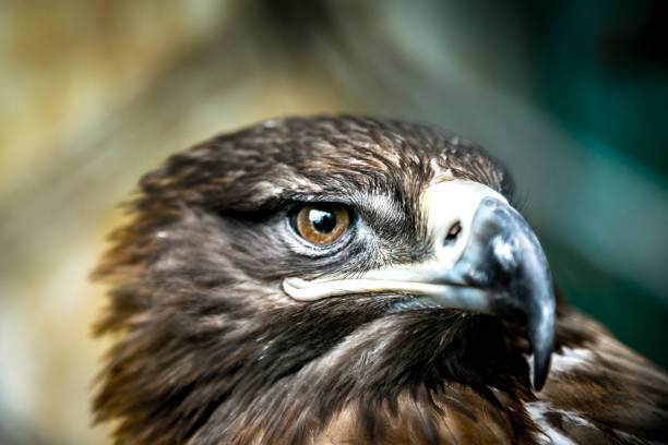 Golden Eagle (Aquila chrysaetos)