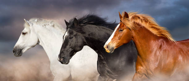 ritratto di mandria di cavalli - horse animal head animal sky foto e immagini stock