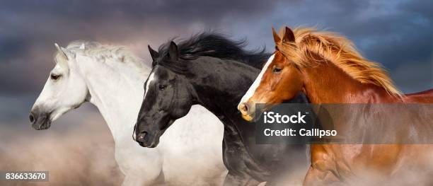 Horse Herd Portrait Stock Photo - Download Image Now - Horse, Running, Three Animals