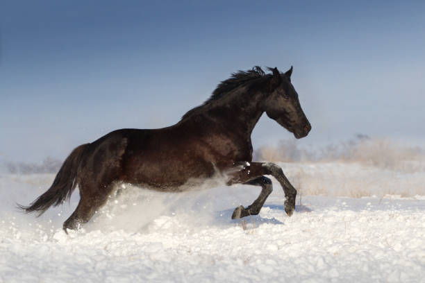 istock Horse jump in snow 836633698