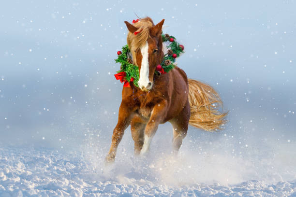 pferde im schnee tragen einen kranz - horse brown animal farm stock-fotos und bilder