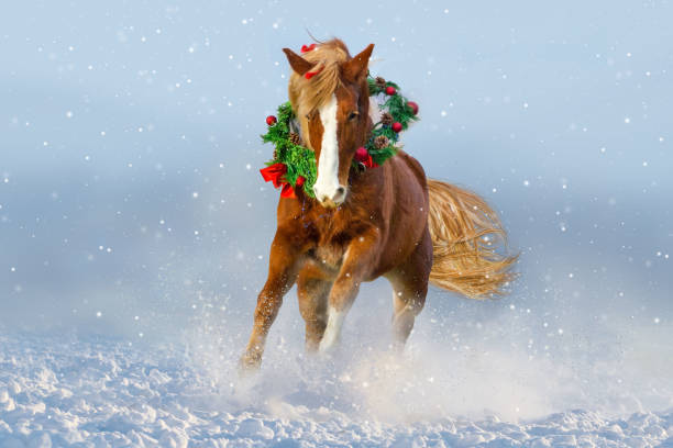 istock Horse in snow wearing a wreath 836633720