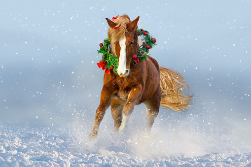 Horse with long mane run gallo in snow wearing a wreath and a bow. Christmas image