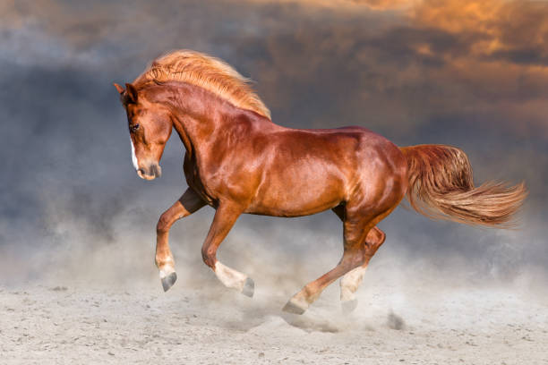 istock Red horse in desert 836633872