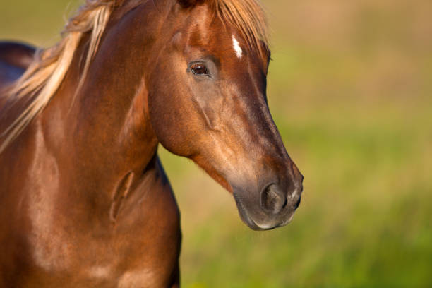 istock Horse portrait outdoor 836634166