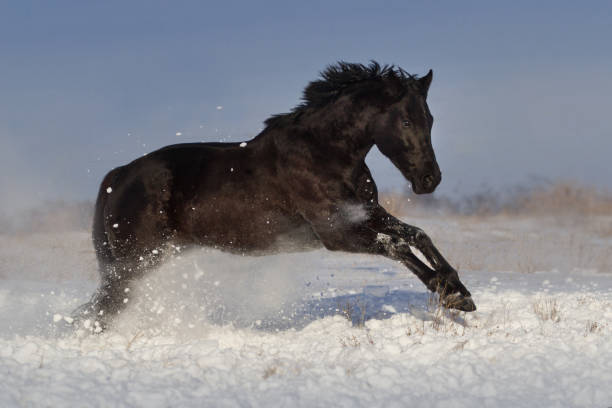 istock Horse jump in snow 836634200