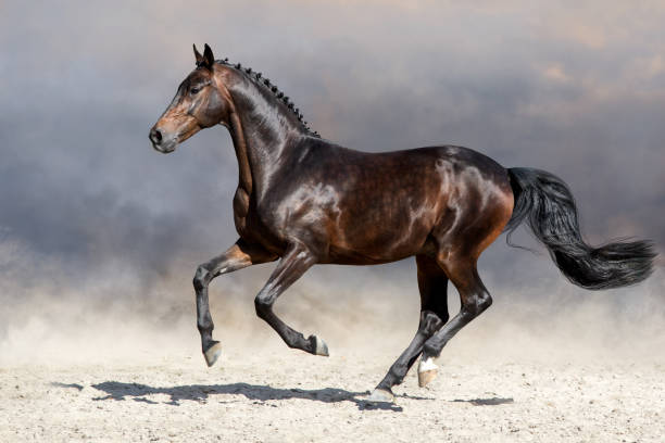 istock Horse run in deset 836634442