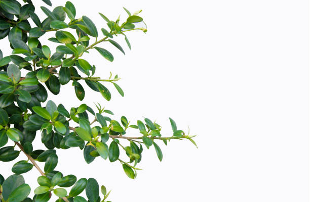 istock The leaves of the banyan tree on white isolate background 836637460