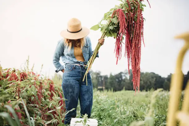 A woman works harvesting crops on a thriving small scale farming environment in early morning, part of a agricultural coop in the Portland area.  Set on Sauvie Island, Oregon state, USA.