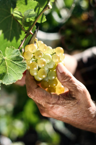 uomo anziano raccogliendo un grappolo d'uva - vendemmia foto e immagini stock