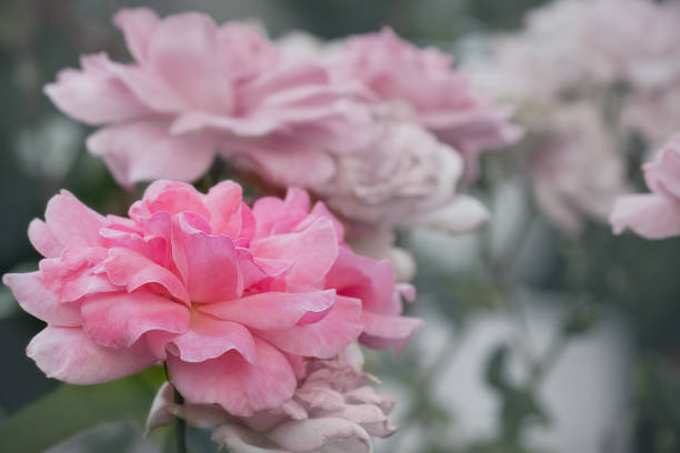 istock pink rose on the flowerbed 836643798