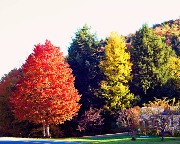 Autumn or fall foliage stock photo