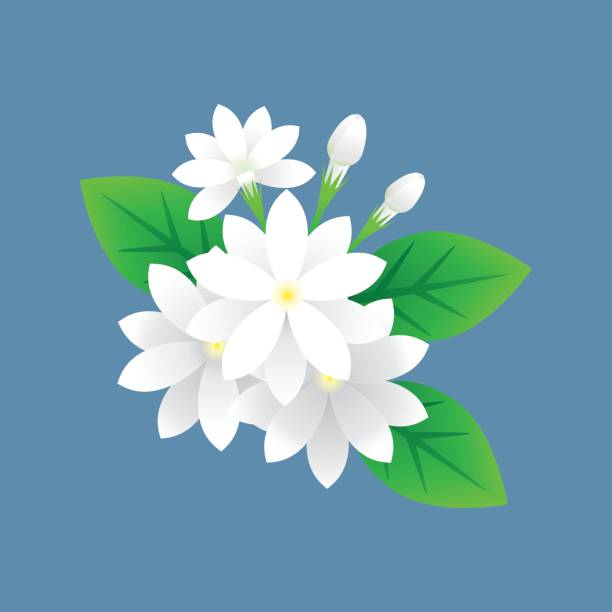 jasmin blume vektor - gardenie stock-grafiken, -clipart, -cartoons und -symbole