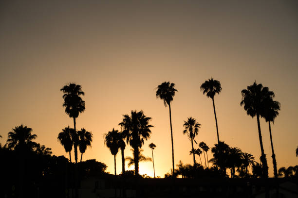 istock Silhouette of palms on Santa Barbara beach 836646428