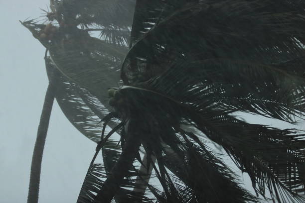 istock Close up coconut palms tree during heavy wind or hurricane. Rainy day 836648532
