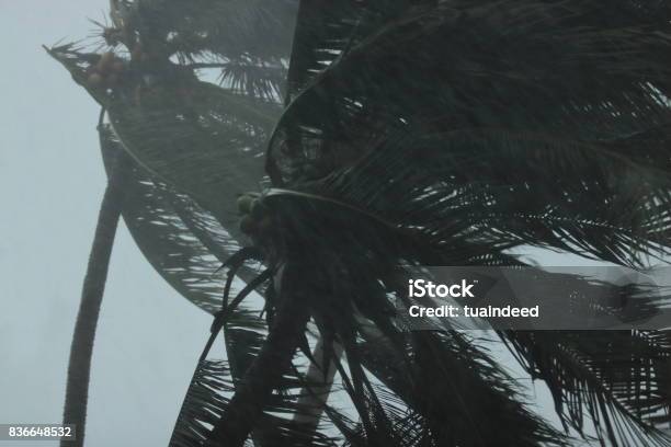 Close Up Coconut Palms Tree During Heavy Wind Or Hurricane Rainy Day Stock Photo - Download Image Now