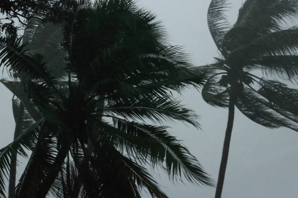 istock Coconut palms tree during heavy wind or hurricane. Rainy day 836648782