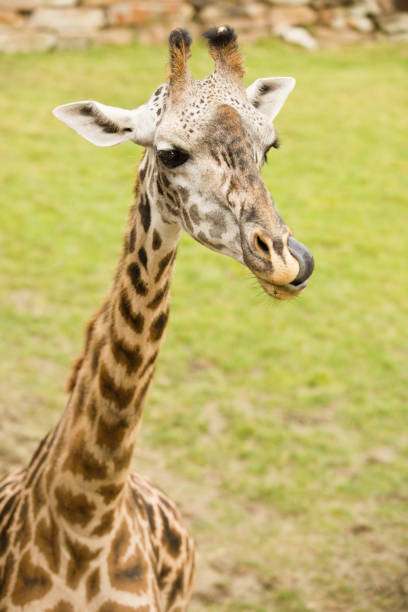 A giraffe with his tongue up his nose.