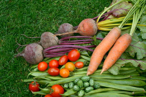 Vegetables fresh from the garden - carrots, beetroot, tomatoes, runner beans and pepquino arranged on the grass