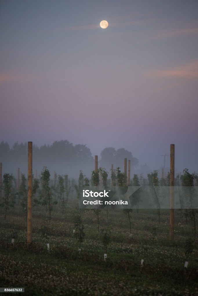 Full moon visible at dawn in an orchard Full moon during sunrise in an orchard Agriculture Stock Photo