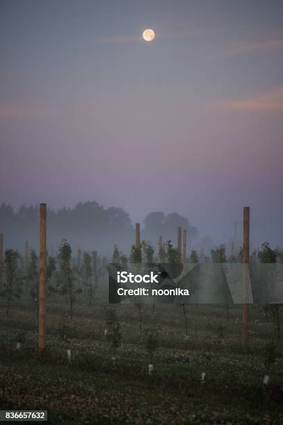 Full Moon Visible At Dawn In An Orchard Stock Photo - Download Image Now - Agriculture, Estonia, Fog