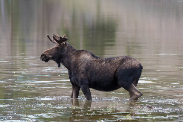 istock Shiras Moose of The Colorado Rocky Mountains 836660708