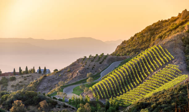 Southern California vineyards on a hillside, with hazy mountain background stock photo