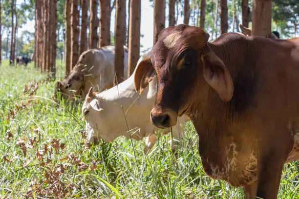 Photo of Crop and Forest Livestock Integration