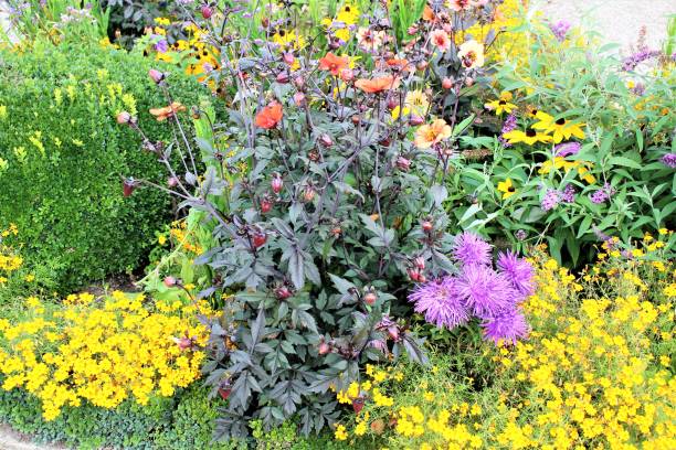 istock An image of a garden - flowerbed 836673334