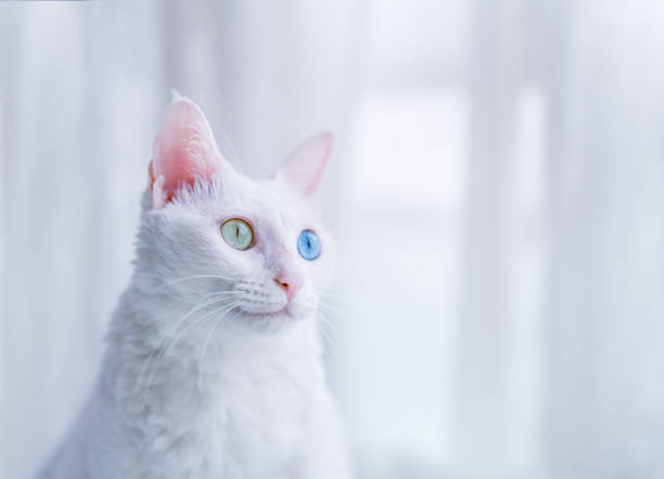 farklı renk gözlü kedi - heterokromatin stok fotoğraflar ve resimler