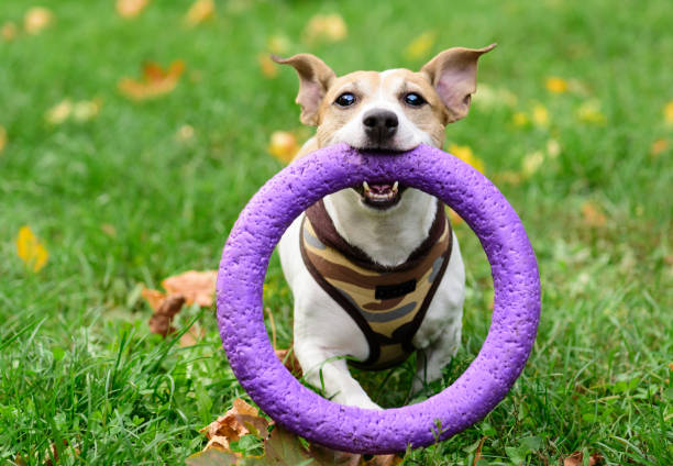 Small dog fetch giant toy playing at autumn lawn