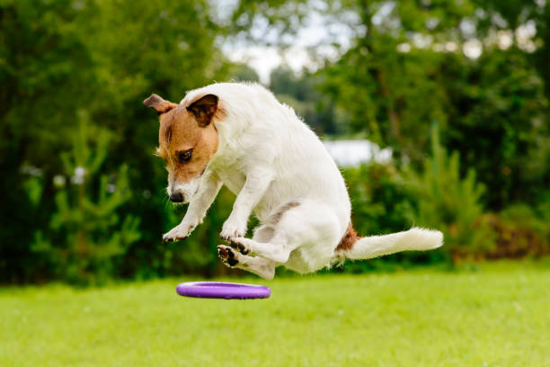 istock Unidentified flying object: dog flying on disc toy 836677694