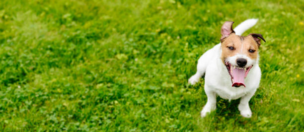 istock Happy dog sitting looking up on green grass background (panoramic crop) 836677716