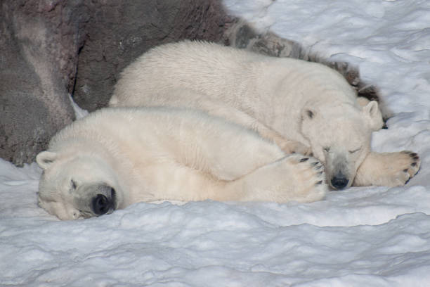 istock Two polar bears are basking in the bright sun. 836680514