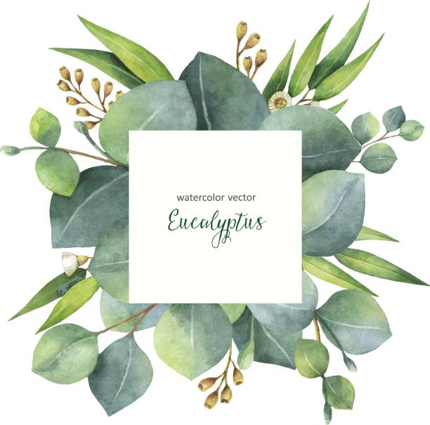 ilustrações de stock, clip art, desenhos animados e ícones de watercolor vector square wreath with eucalyptus leaves and branches. - australian culture illustrations