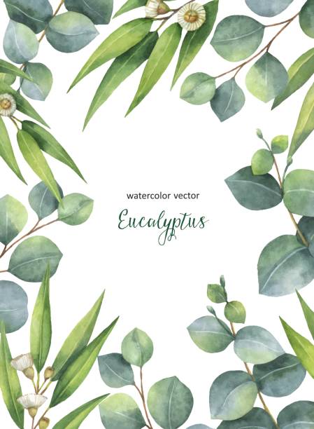 illustrations, cliparts, dessins animés et icônes de carte de floral aquarelle vecteur vert avec des feuilles d’eucalyptus et de succursales isolés sur fond blanc. - australian culture illustrations