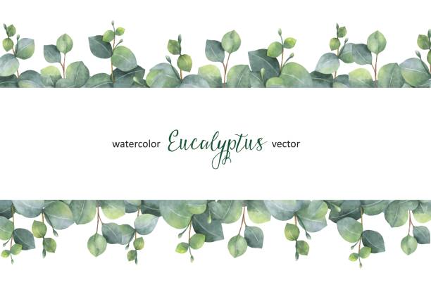 istock Watercolor vector green floral banner with silver dollar eucalyptus leaves and branches isolated on white background. 836680908