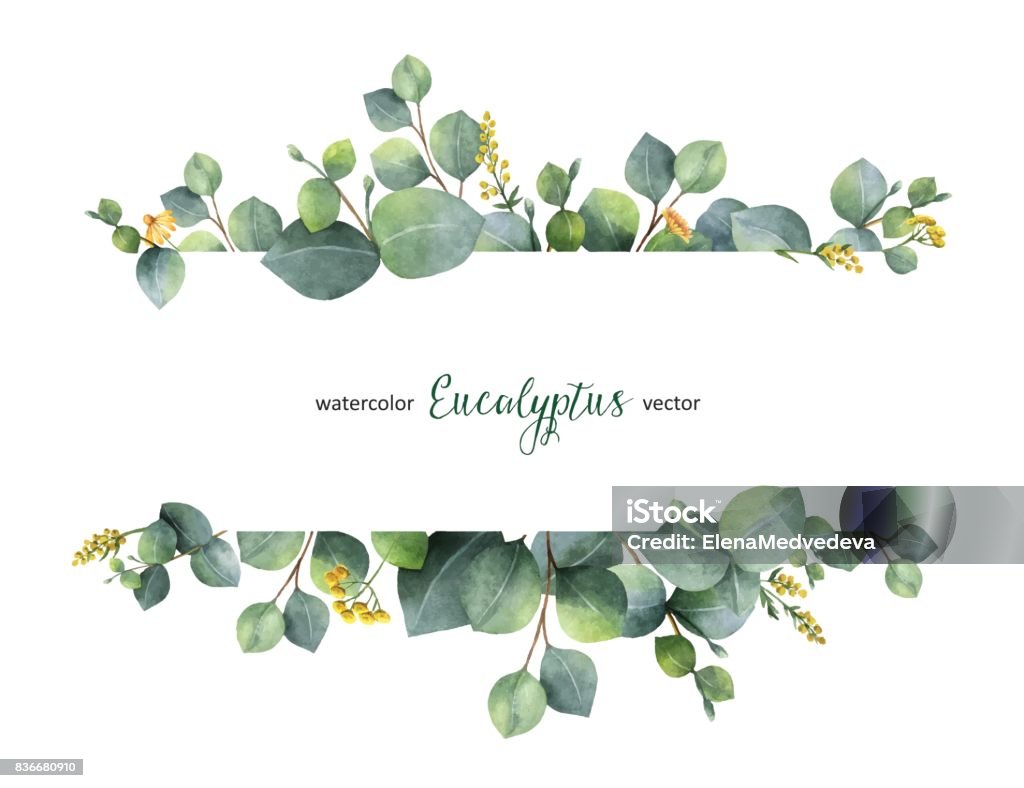 실버 달러 유칼립투스 잎과 가지 흰색 배경에 고립 수채화 벡터 녹색 꽃 배너. - 로열티 프리 꽃-식물 벡터 아트